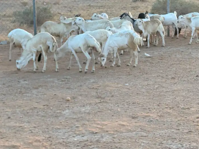 تيوس بيشيه عمر 4 شهور مرابي 41