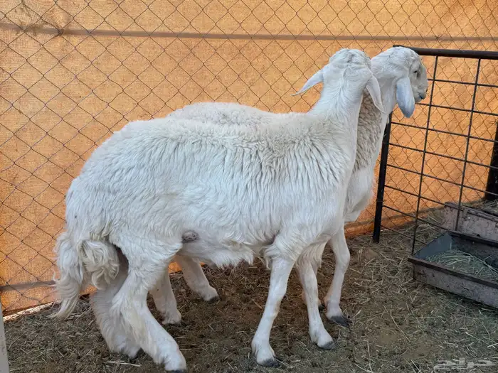 طليان حرية 0