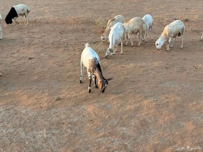 تيوس بيشيه عمر 4 شهور مرابي 50