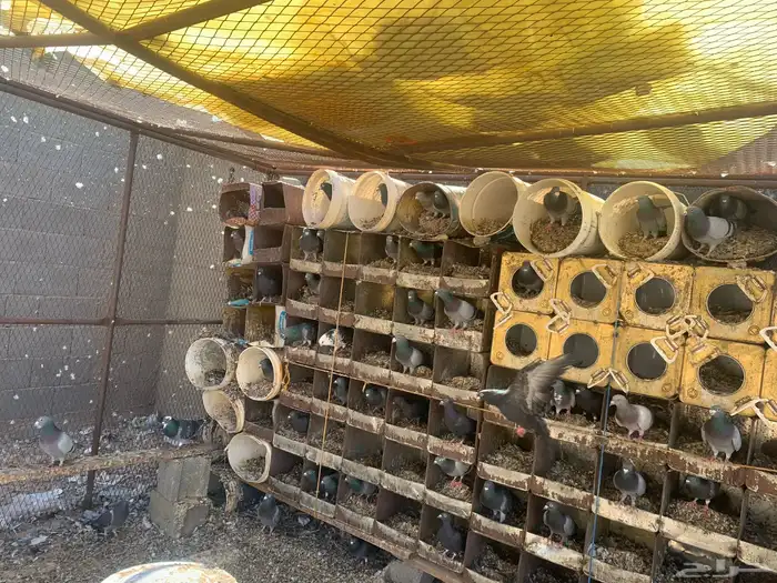 حمام زاجل شرط أجواز 0