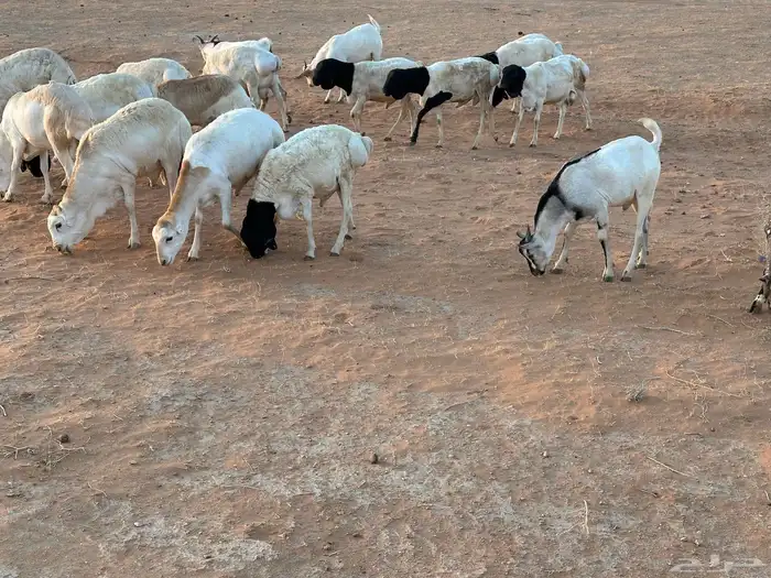 تيوس بيشيه عمر 4 شهور مرابي 54