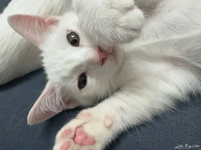 قطط للتبني 0