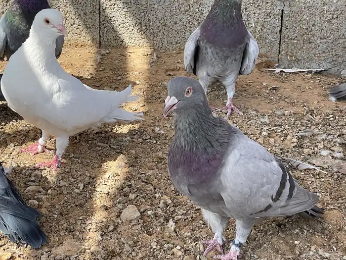 حمام فرنسي أبيض وسلفر وزاجل 15 ريال 1