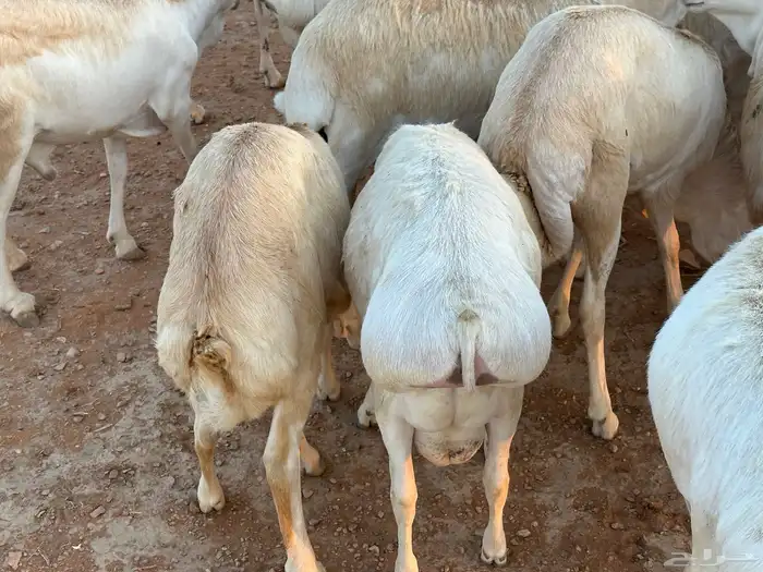 برابر ورفيديات مرابي 9