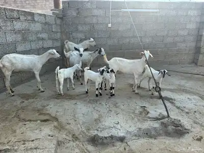 ماعز index