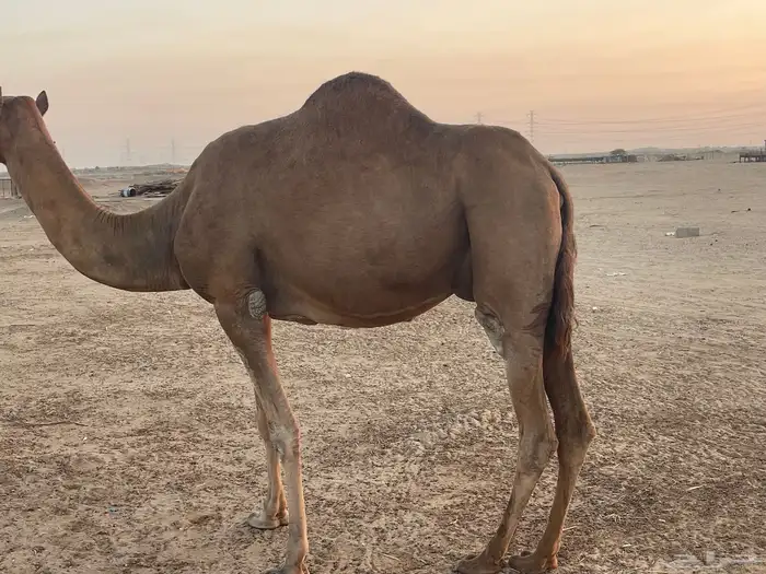 ثنتين خلفات طيبات بالحيل مصاغير تبارك الله 6