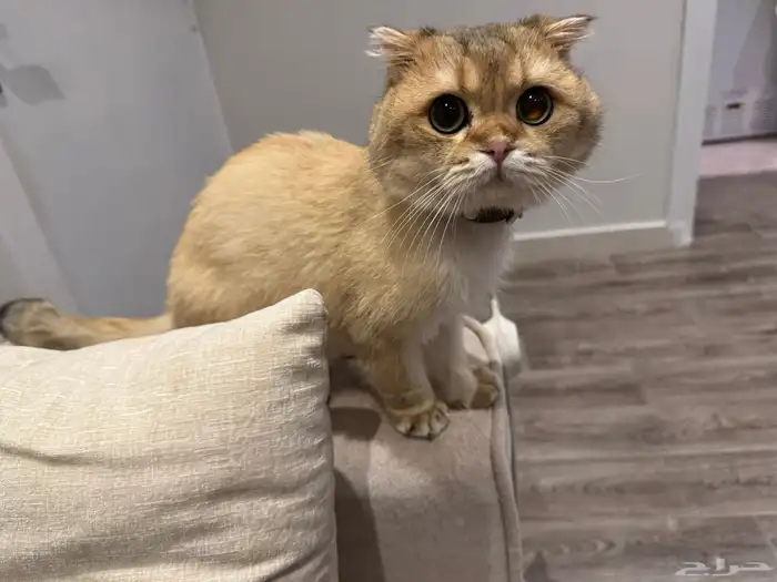 سكوتش فولد ذكر لتزاوج بدون مقابل 4