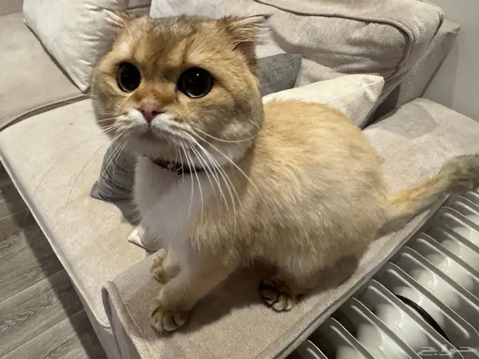 سكوتش فولد ذكر لتزاوج بدون مقابل 9