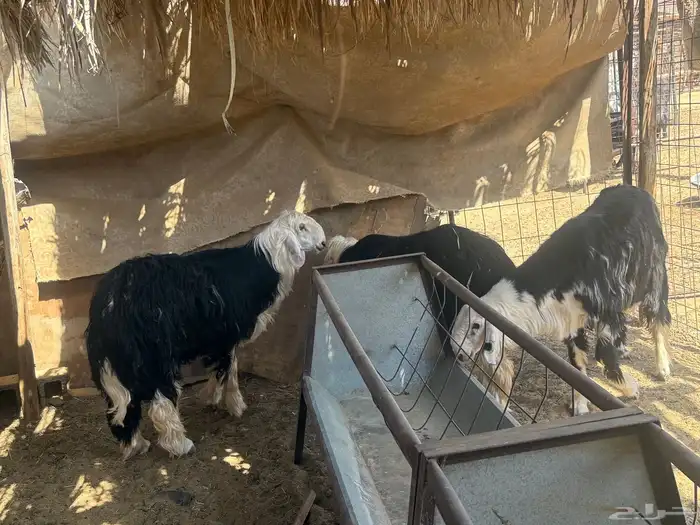 طليان نجدي جبره وفاخره. 5