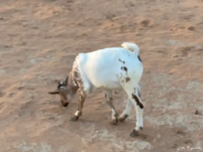 تيوس بيشيه عمر 4 شهور مرابي 47