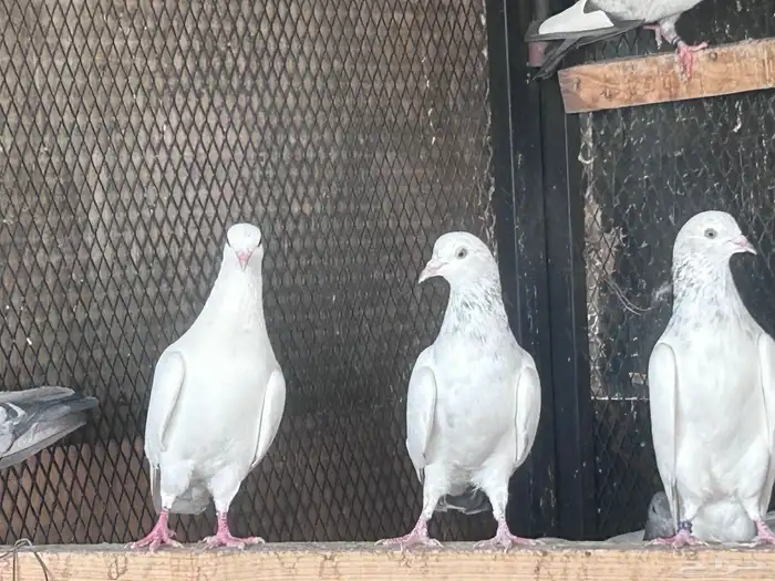 حمام باكستاني اصلي 4