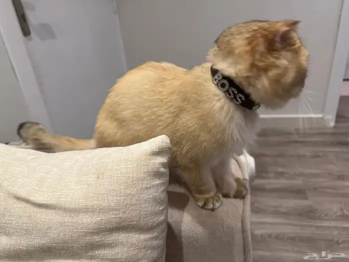 سكوتش فولد ذكر لتزاوج بدون مقابل 3