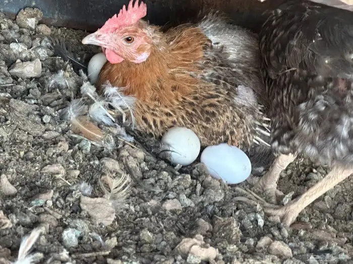 دجاج للبيع 9