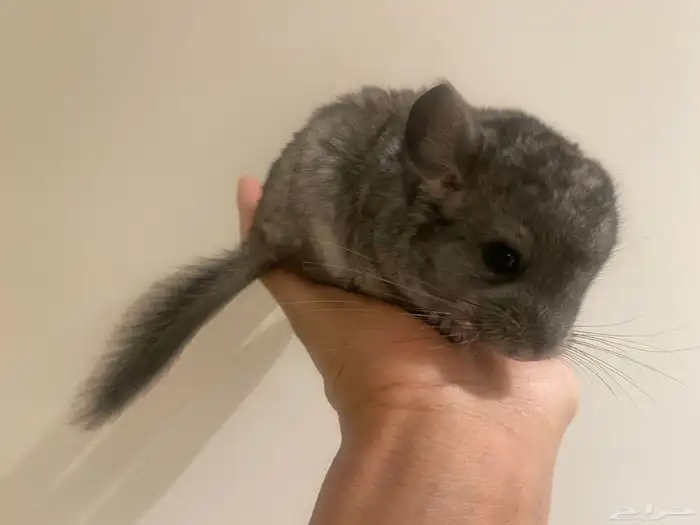 انثى شنشيلا معها 2 من اعيالها 3