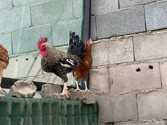 دجاج بلدي للبيع 0