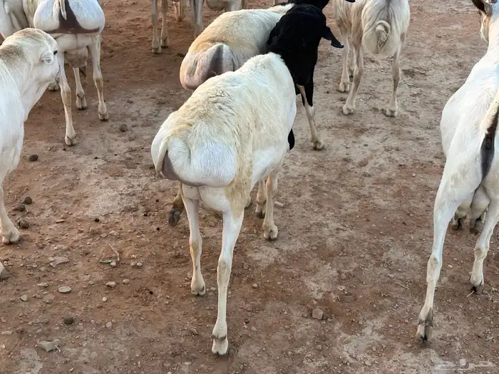 برابر ورفيديات مرابي 6