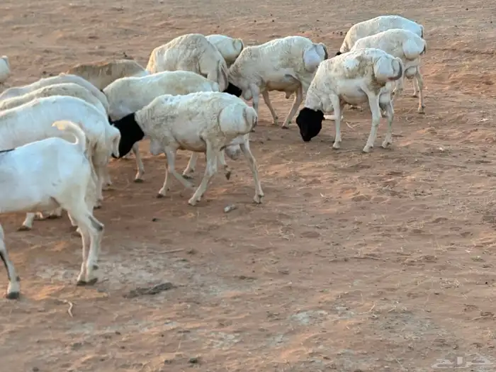 تيوس بيشيه عمر 4 شهور مرابي 49