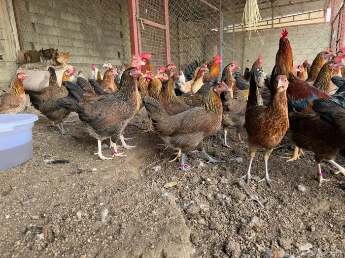 دجاج عربي عدد 25 0