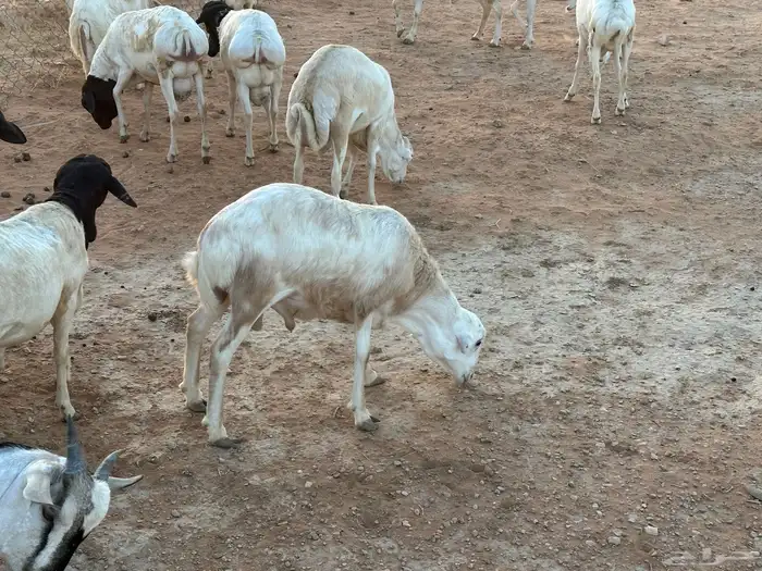 تيوس بيشيه عمر 4 شهور مرابي 22