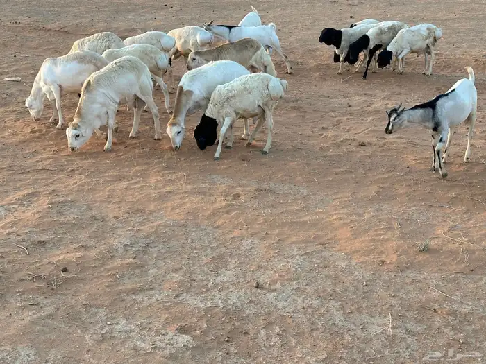 تيوس بيشيه عمر 4 شهور مرابي 55