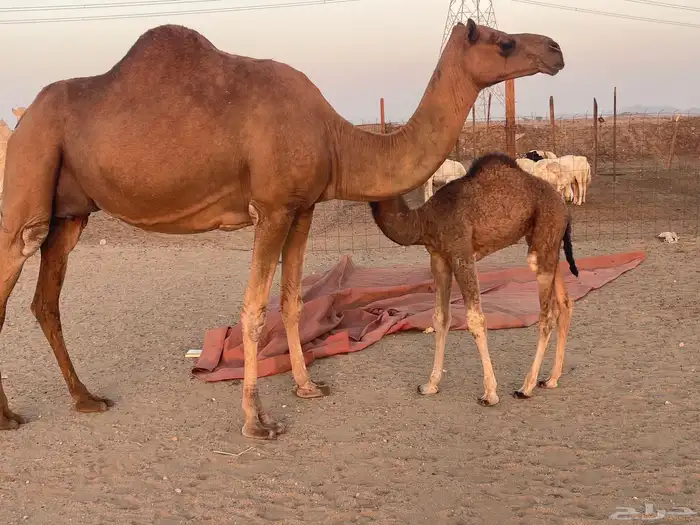 ثنتين خلفات طيبات بالحيل مصاغير تبارك الله 0