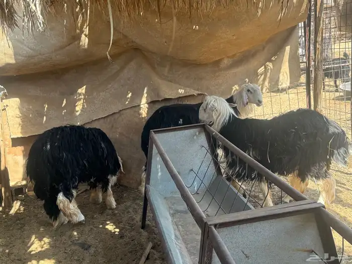 طليان نجدي جبره وفاخره. 7