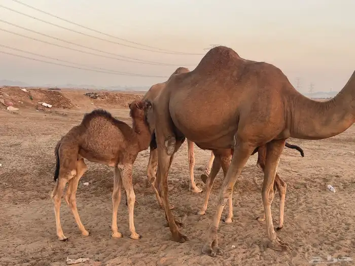 ثنتين خلفات طيبات بالحيل مصاغير تبارك الله 4
