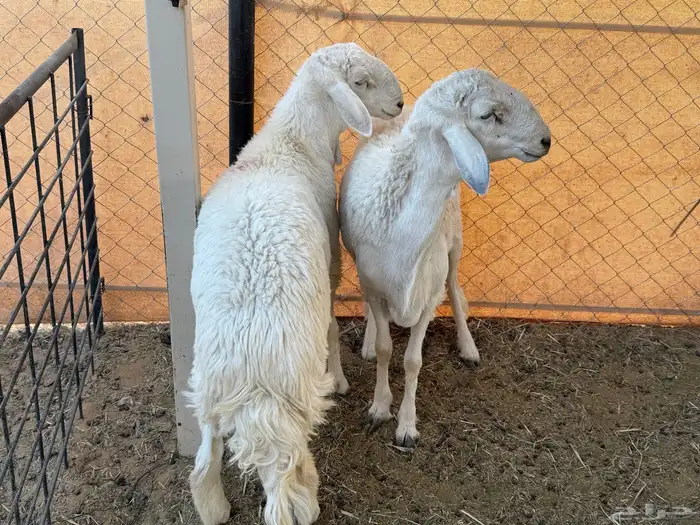 طليان حرية 5