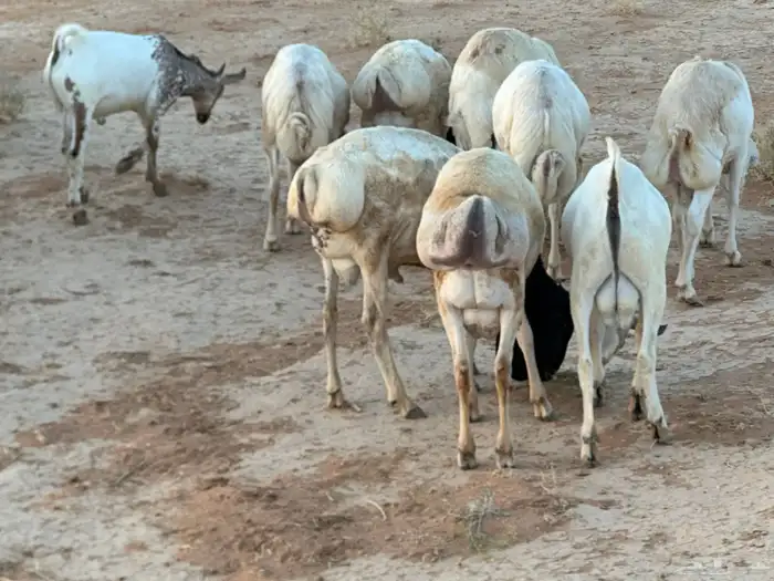 تيوس بيشيه عمر 4 شهور مرابي 13