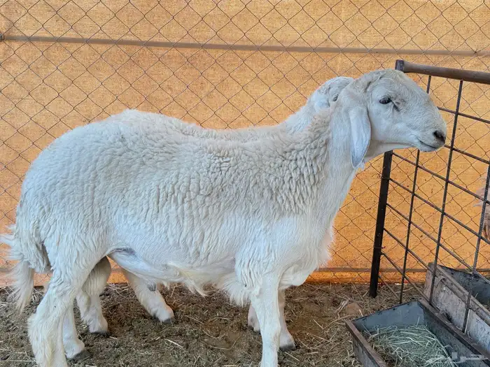 طليان حرية 2