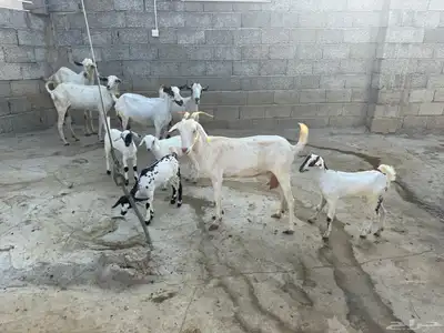 ماعز index