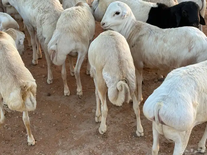 برابر ورفيديات مرابي 8