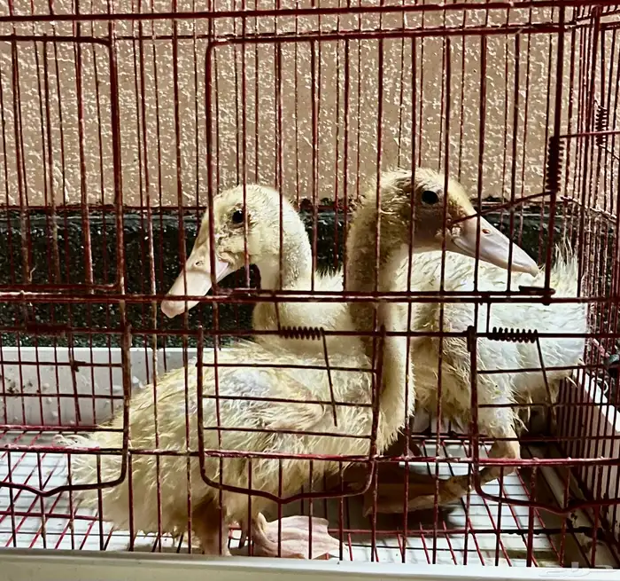 زوج بط 3