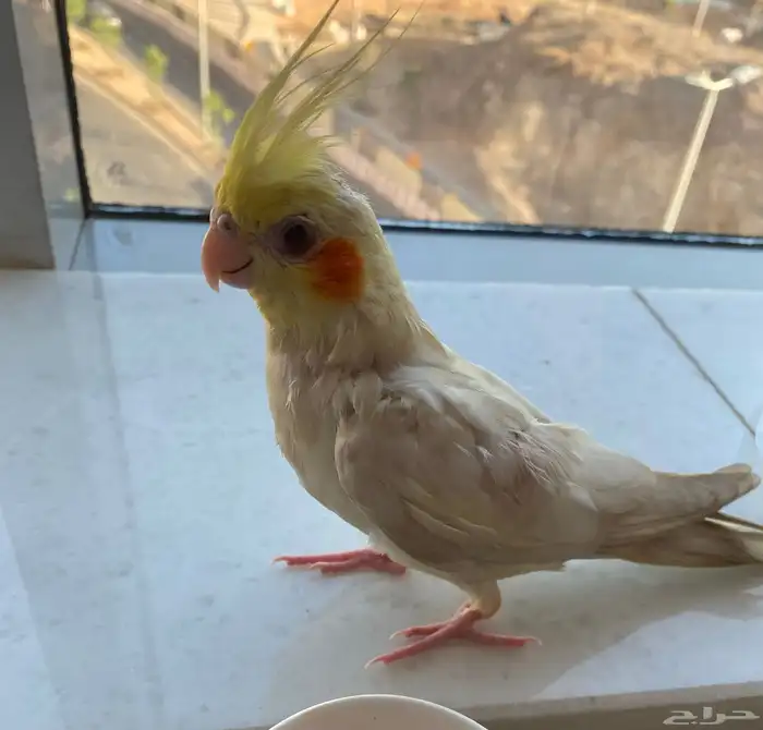 طائر عصفور كروان مفقود من يجده له مكافأه ماليه مرضيه 0