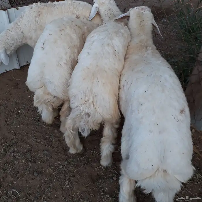 طليان جبره ذبايح مكرمه 0