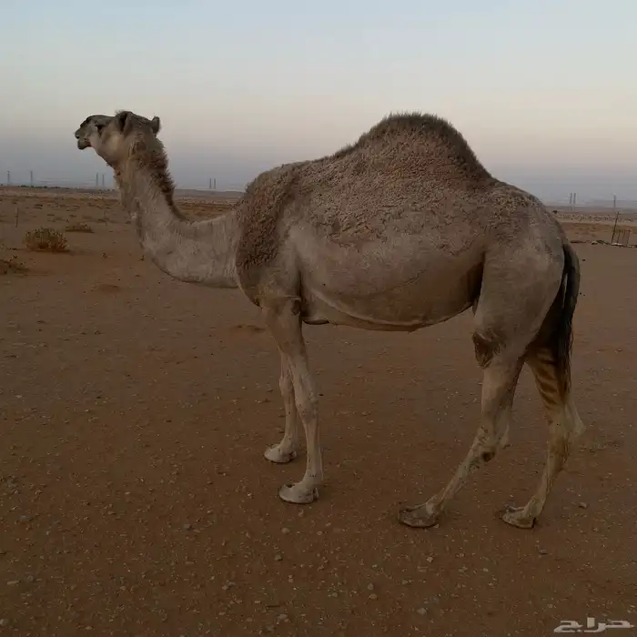 ضروبه طيبه 3