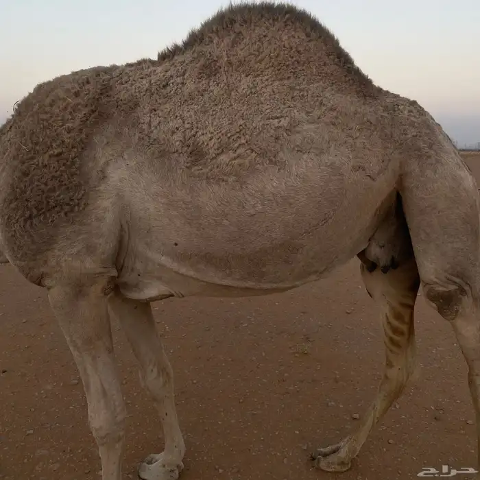 ضروبه طيبه 4