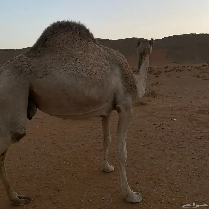 ضروبه طيبه 1