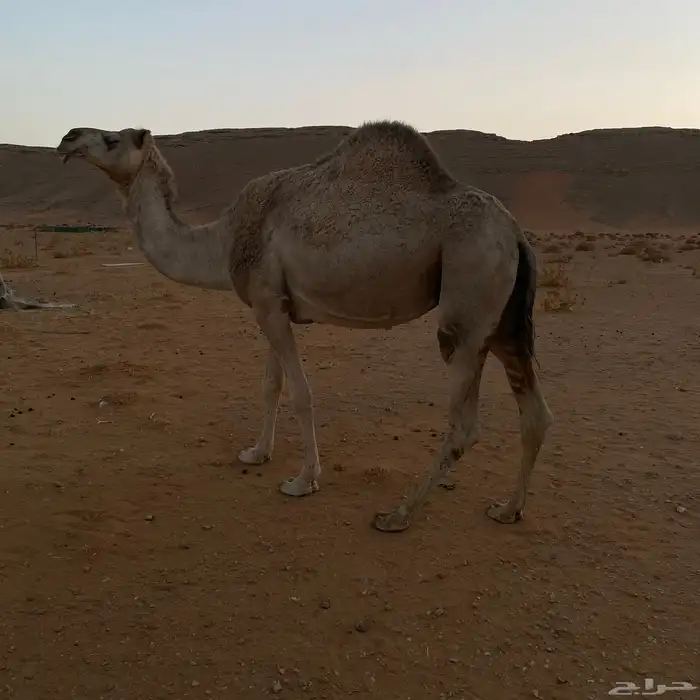 ضروبه طيبه 2