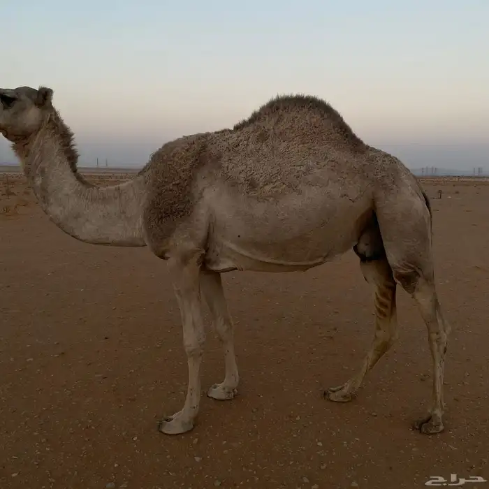 ضروبه طيبه 0