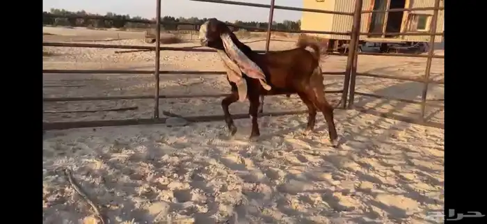 للبيع تيس مطور احمر ادبس 1