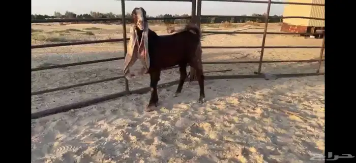 للبيع تيس مطور احمر ادبس 10