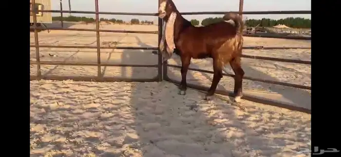 للبيع تيس مطور احمر ادبس 7