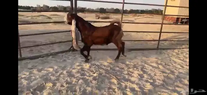 للبيع تيس مطور احمر ادبس 0