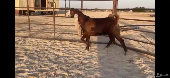 للبيع تيس مطور احمر ادبس 2