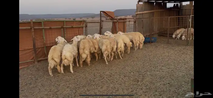 ذبايح حرية جبرة 2