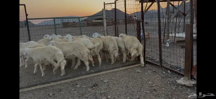 ذبايح حرية جبرة 0
