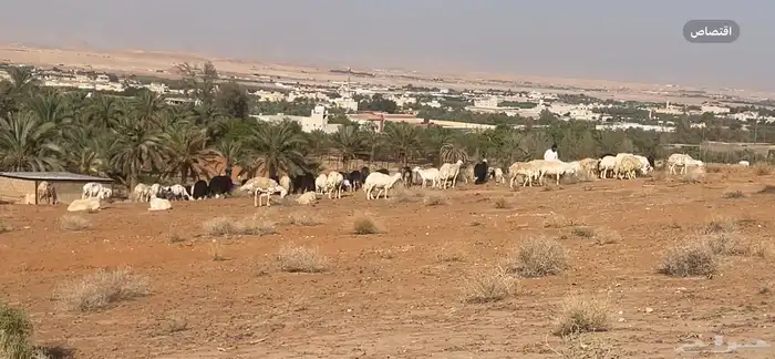 مراح حريات ونجد متابيع ودفيع 90 تحتها 4 والولاد فيها مستمر 0