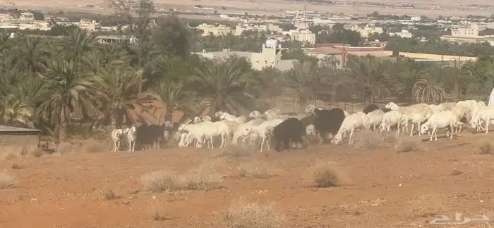 مراح حريات ونجد متابيع ودفيع 90 تحتها 4 والولاد فيها مستمر 2