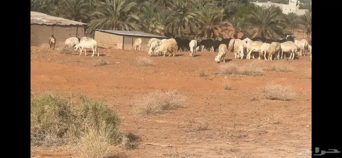 مراح حريات ونجد متابيع ودفيع 90 تحتها 4 والولاد فيها مستمر 1